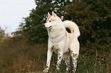 SIBERIAN HUSKY 833